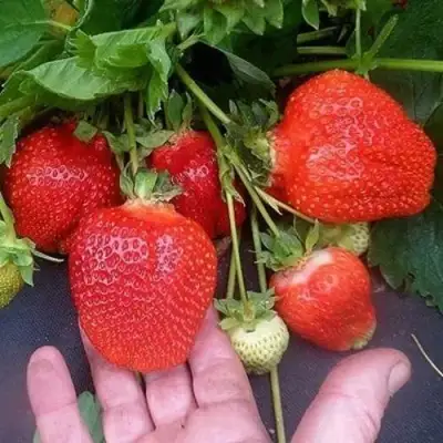 Клубника АЗИЯ в Колодищи