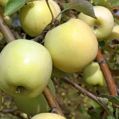 Яблоня АНТОНОВКА ОБЫКНОВЕННАЯ в Колодищи