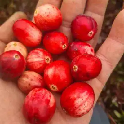 Клюква СТАНКОВИЧ в Колодищи