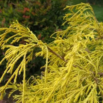 Кипарисовик ВАВЕЛ горохоплодный в Колодищи