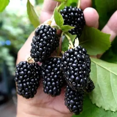 Ежевика ПРАЙМ АРК 45 ремонтантная   в Колодищи