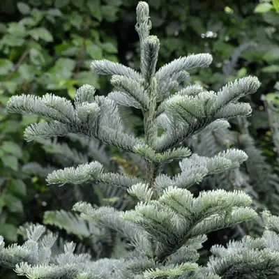 Пихта благородная в Колодищи