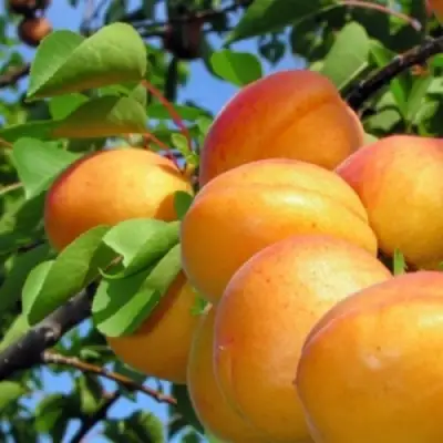 Абрикос ЭДЕЛЬВЕЙС в Колодищи