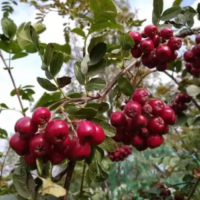 Рябина ГРАНАТНАЯ сладкоплодная в Колодищи