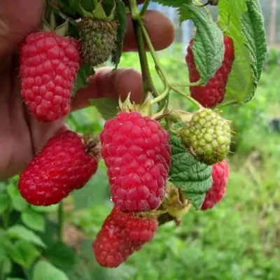 Малина ЛЯЧКА (ЛАШКА, ЛЯШКА) в Колодищи