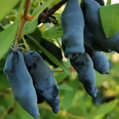 Жимолость съедобная СИЛЬГИНКА в Колодищи