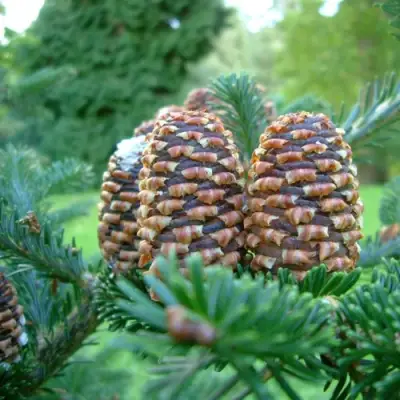 Пихта ФРАЗЕРА в Колодищи