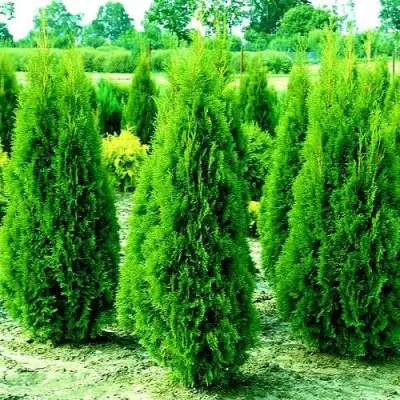 Туя ВИДМАНТ западная в Колодищи