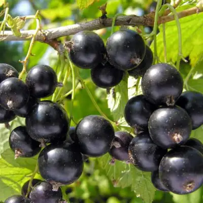 Смородина черная ГАМАЮН в Колодищи