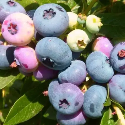 Голубика ЭЛИЗАБЕТ в Колодищи