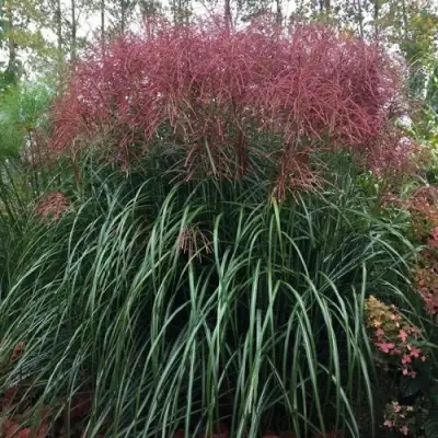 Мискантус МАЛЕПАРТУС китайский  в Колодищи