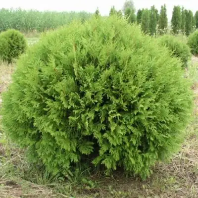 Туя ГЛОБОЗА западная в Колодищи