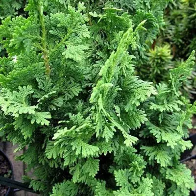 Туя ЗМАТЛИК западная в Колодищи