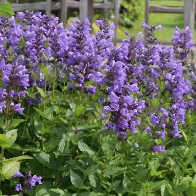 Котовник БЛЮ ДРИМС полусидячий в Колодищи