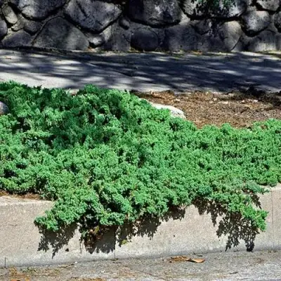 Можжевельник НАНА лежачий в Колодищи