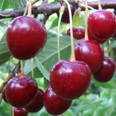 Вишня ТУРГЕНЕВКА в Колодищи