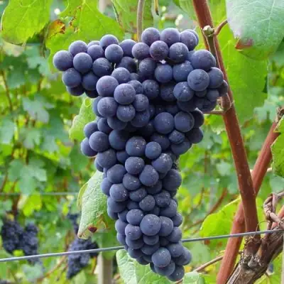 Виноград МУКУЗАНИ в Колодищи