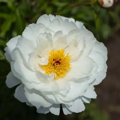 Пион МИСС АМЕРИКА травянистый в Колодищи