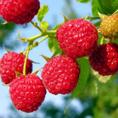 Малина МЕТЕОР в Колодищи