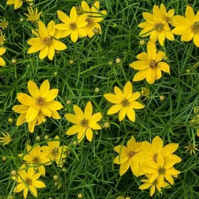 Кореопсис мутовчатый в Колодищи