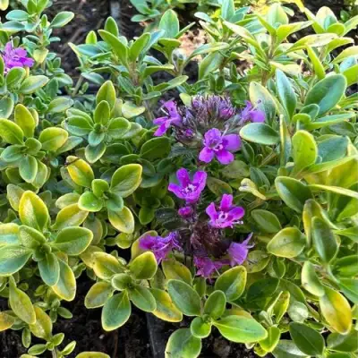 Тимьян АРЧЕРЗ ГОЛД в Колодищи