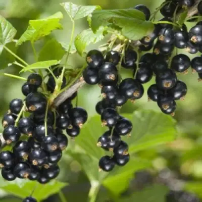 Смородина черная БЕН КОНАН в Колодищи