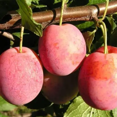 Слива ВИКТОРИЯ в Колодищи