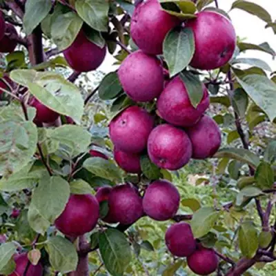 Яблоня СПАРТАН в Колодищи