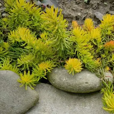 Очиток (седум) АНГЕЛИНА оттогнутый в Колодищи