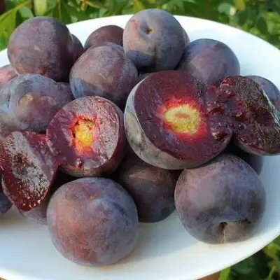 Сливово-вишневый гибрид МЕЙНОР в Колодищи