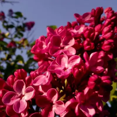 Сирень КРАСНАЯ МОСКВА в Колодищи