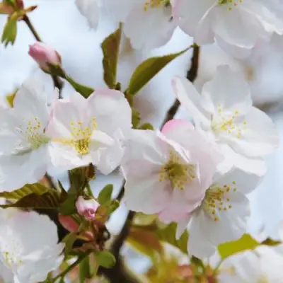 Вишня ОКАМЕ в Колодищи