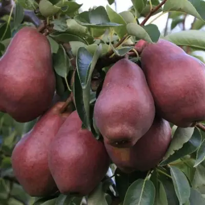 Груша РЕД ВИЛЬЯМС в Колодищи