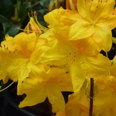 Азалия ЛИМЕТТА листопадная в Колодищи