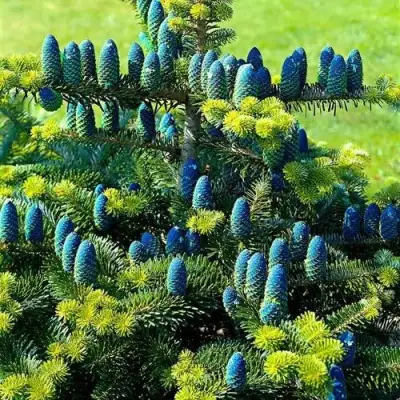 Пихта корейская  в Колодищи