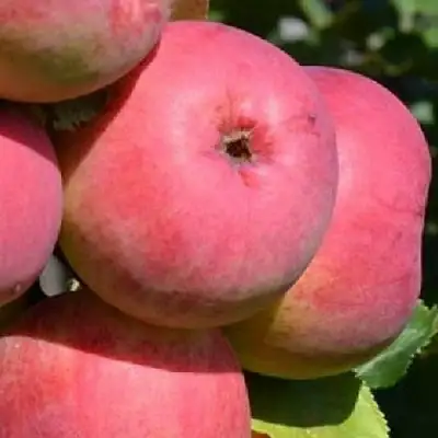Яблоня ВЭМ-РОЗОВЫЙ в Колодищи