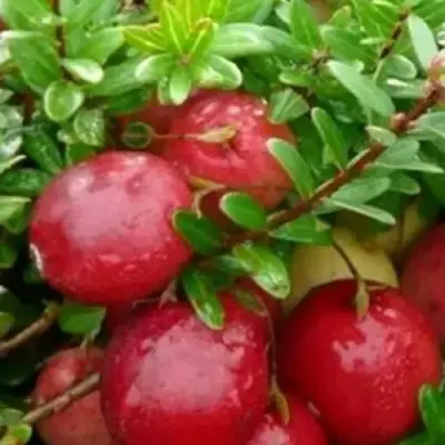 Клюква ХОЛЬШТАЙН в Колодищи