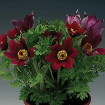 Прострел ПИНВИЛ РЕД ШЕЙДЕС в Колодищи