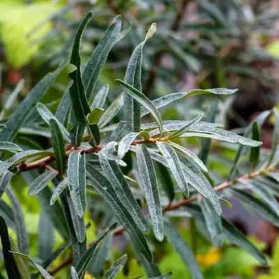 Облепиха АДАМ (МУЖСКАЯ) в Колодищи