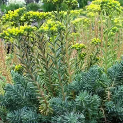 Очиток (седум) отогнутый в Колодищи