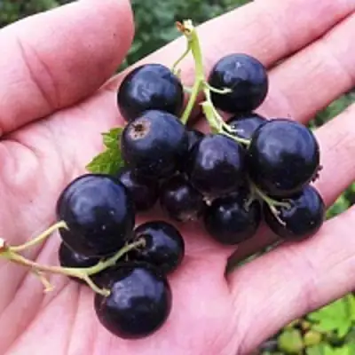 Смородина чёрная ГЕРКУЛЕС в Колодищи