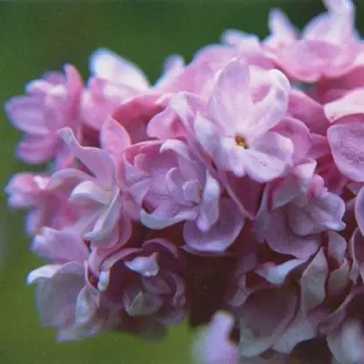 Сирень КАТЕРИНА ХАВЕМЕЙЕР в Колодищи