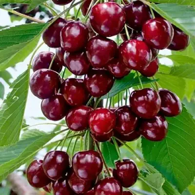 Черешня ХЕЛЕНА колоновидная в Колодищи