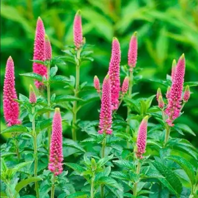 Вероника РОНИКА ФУКСИЯ в Колодищи