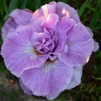 Ирис ИМПЕРИАЛ ОПАЛ сибирский в Колодищи