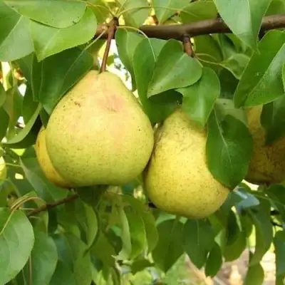 Груша ВЕЛИКАЯ ЛЕТНЯЯ (БОЛЬШАЯ ЛЕТНЯЯ) в Колодищи