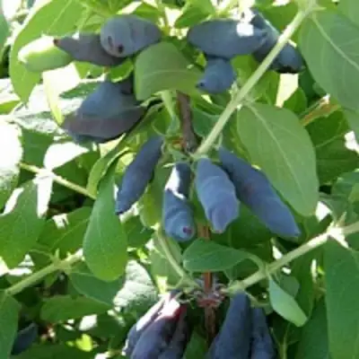 Жимолость съедобная НИМФА (ГАММА) в Колодищи