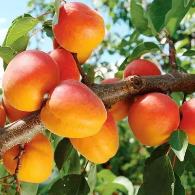 Абрикос ТРИУМФ СЕВЕРНЫЙ в Колодищи