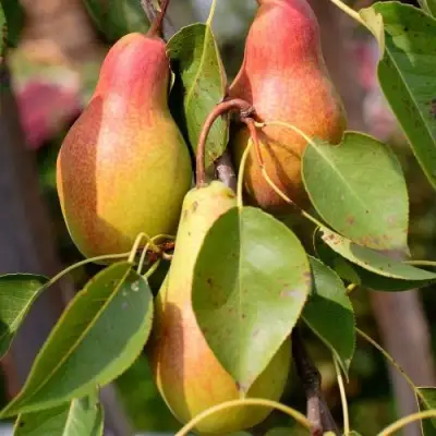 Груша РУССКАЯ КРАСАВИЦА (КРАСАВИЦА ЧЕРНЕНКО) в Колодищи