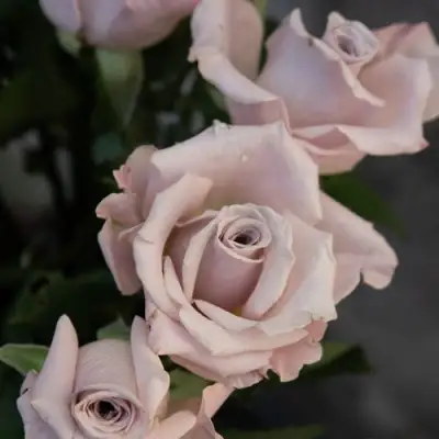 Роза МЕНТА чайно-гибридная в Колодищи